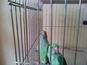 Ожереловых попугаев продаю в минске 