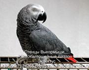 продам попугая ЖАКО, АМАЗОН, ЭКЛЕКТУС, все птицы рождены в Беларусии, обса