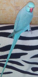 Продам самца ожерелового попугая