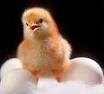 Продаю цыплят разного возраста от суток до полутора месяцев